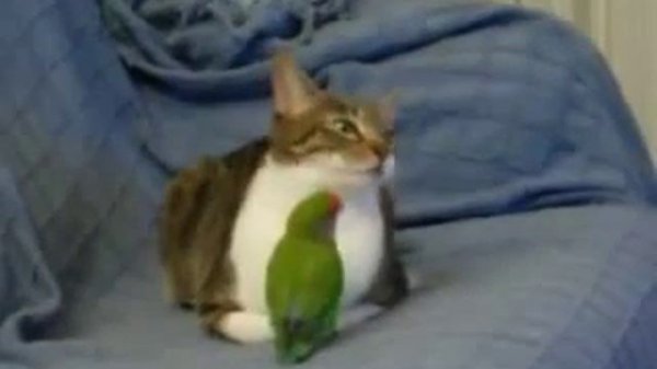 Зеленый попугай  дергает кота за усы