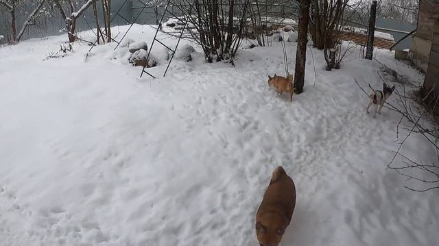 #VLOG 06/01/2021 С НАСТУПАЮЩИМ РОЖДЕСТВОМ !#ПИТОМНИКМАРИМИСТИК#ПРЕВЬЮ ТЕОДОР ТРИУМФ ФОРЕВО ВЫПУСКНИ