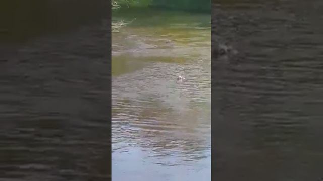Прикол на реке Жиздра смотреть онлайн