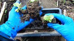 ПРИМУЛЫ . ВЫСАЖИВАЕМ СЕЯНЦЫ В ОТКРЫТЫЙ ГРУНТ . ИТОГИ ПОСЕВНОЙ .