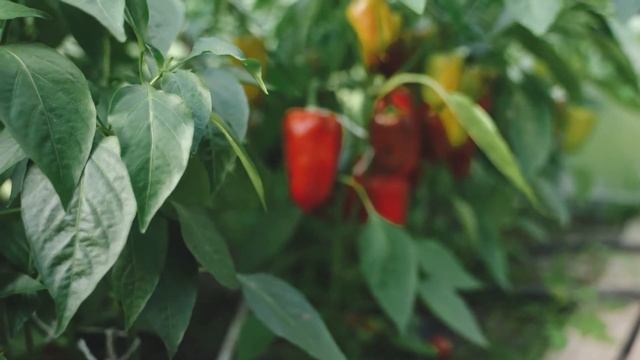 Секрет посадки Болгарского перца. Болгарский перец выращивание. Делай так с перцем в 2022 смотреть онлайн