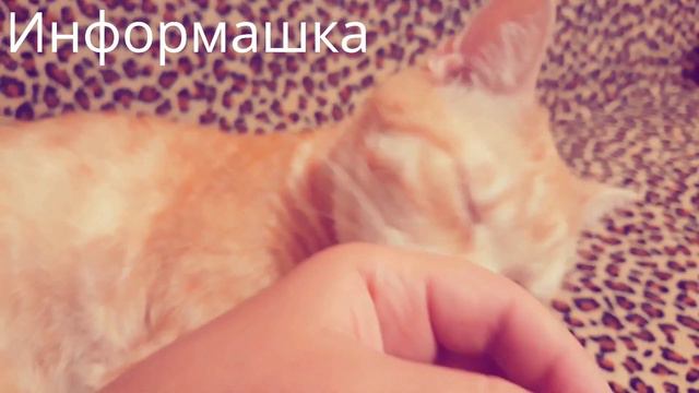 Придут Деньги, откуда Не ждали! Только напишите Это на Запястье!!! смотреть онлайн