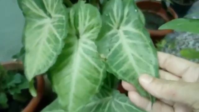 #syngonium #caretips
45-Syngonium plant (Arrow head)care & propagation смотреть онлайн