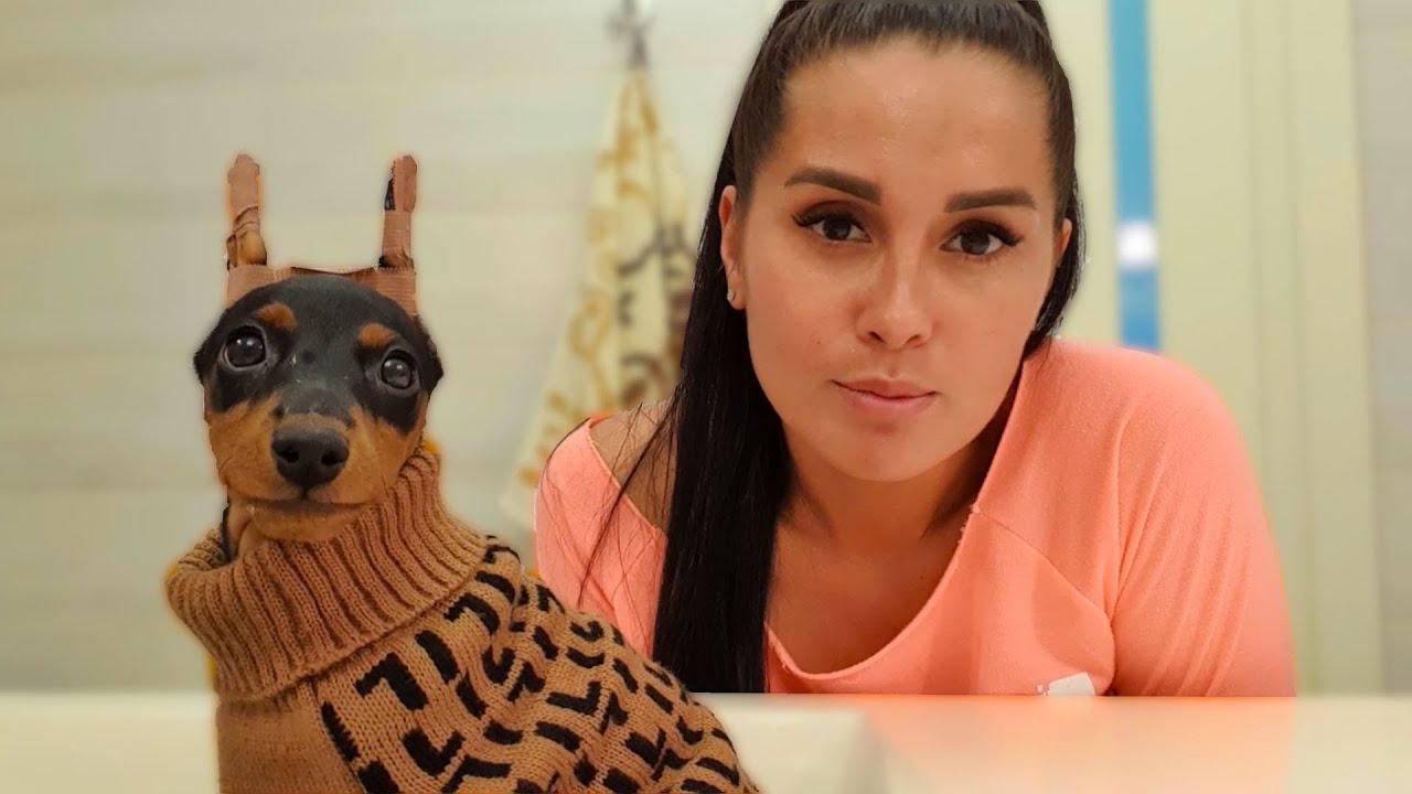 Цвергпинчер: первый день. Что нужно подготовить для маленькой собачки? смотреть онлайн