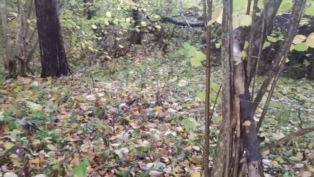 2 частина походу по опеньки скільки назбирали смотреть онлайн