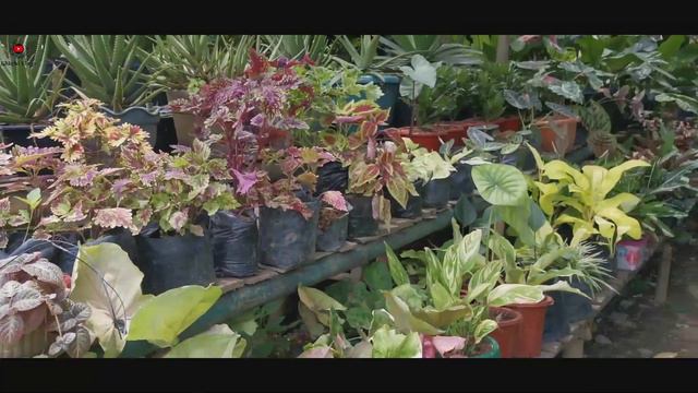 WHERE TO BUY PLANTS? | ILOILO CITY смотреть онлайн