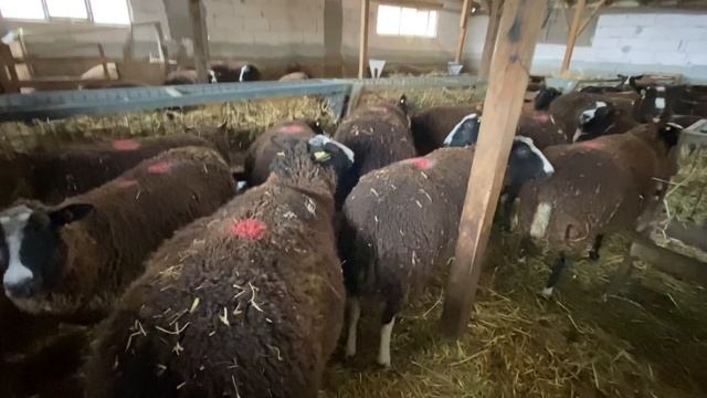 Zwartbles Koyun Irkı #Zwartbles смотреть онлайн