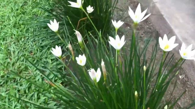 Bunga Bawang Lili Putih : Zephyranthes candida смотреть онлайн