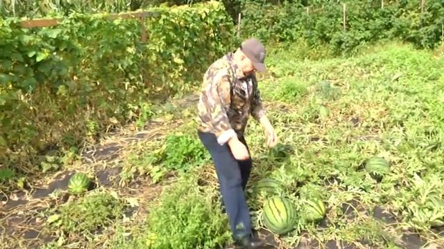 Сезон сбора дикоросов завершается в Приамурье смотреть онлайн