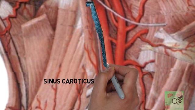 Arteria Carotis Interna Pars Cervicalis