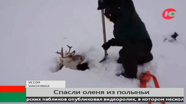 Югорчане спасли тонущего оленя смотреть онлайн