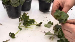 Бегония элатиор размножение