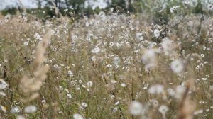 Нежное Летнее Поле с Ромашками и Полевыми Травами | 4K UHD Красивая природа для Релаксации и  Души