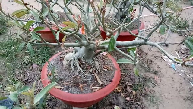 Sứ kỳ duyên nguyên thuỷ khủng 1,5tr/cây (02-03-2018) LH : 0168478783 смотреть онлайн