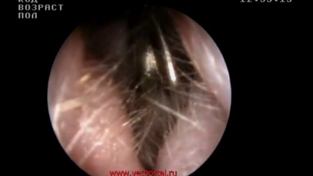Эндоскопия канала уха собаки смотреть онлайн