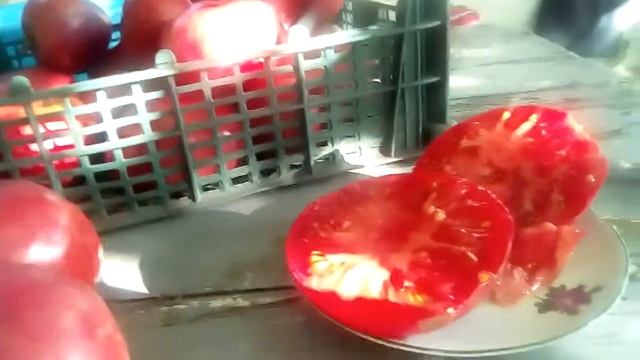 помидор сорт Королева всех розовых смотреть онлайн