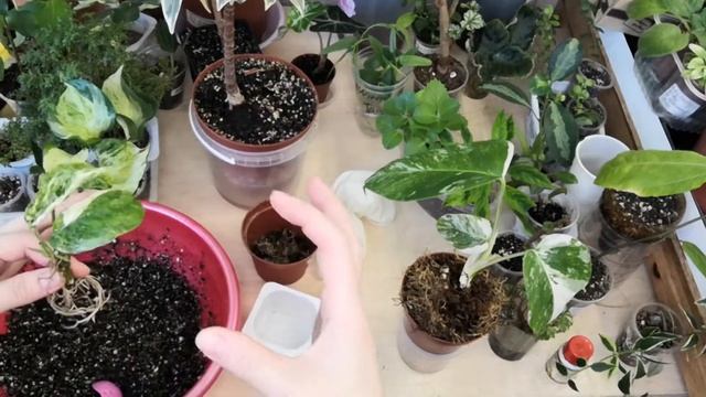 Адаптация и пересадка эпипремнума смотреть онлайн