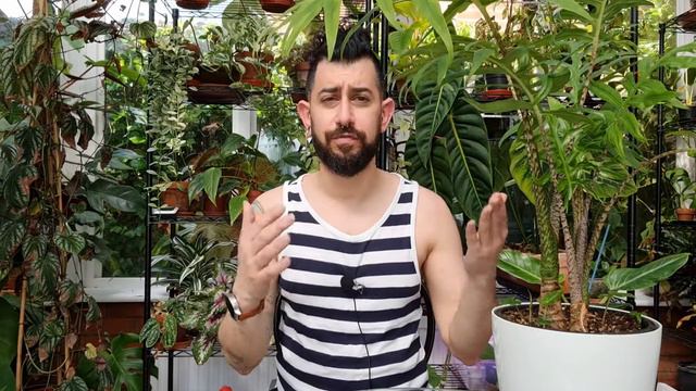 Alocasia Branciofolia, the palm like Alocasia смотреть онлайн