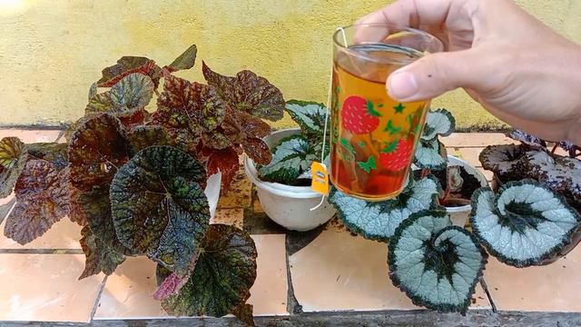 PUPUK HEMAT | Cara Merawat Begonia Agar Rimbun смотреть онлайн