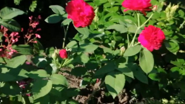 Розы Дэвида Остина в моём саду ??? смотреть онлайн