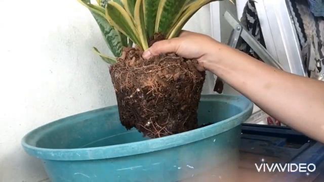 HOW TO SPEED UP THE COMPOSTING PROCESS/ PAANO MABILIS MAKAGAWA NG ORGANIC SOIL AT MAGAMIT AGAD смотреть онлайн