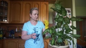 Прекрасная и коварная диффенбахия. Особенности ухода и размножения.