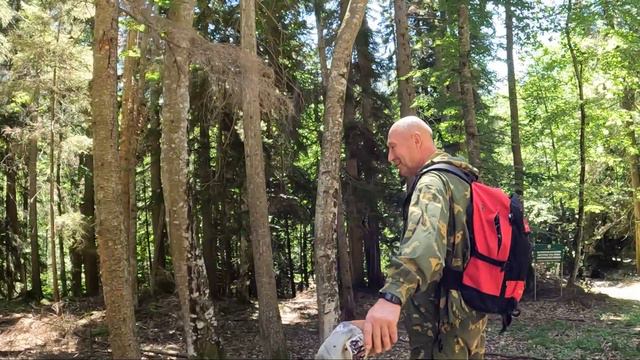 Тебердинский заповедник. Кордон Лесника смотреть онлайн