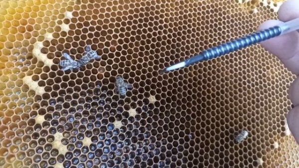 Вывод маток на пасеке с переносом личинок. Пчеловодство!