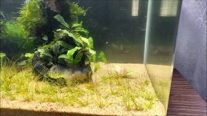 #Креветочник 20 литров. Запуск и месяц после него.