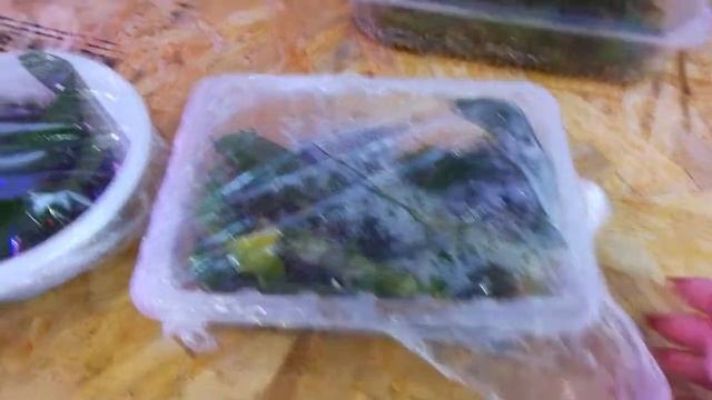 Размножение дендрофаленопсиса и дендробиума нобиле. Месяц в тепличке на мхе. смотреть онлайн