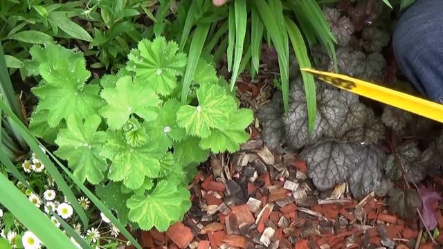 Tuto jardinage:Comment faire la Taille et entretien Alchémille mollis:plantes vivaces. смотреть онлайн