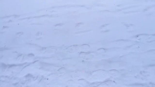 25.01.2019. Промежуточный недельный отчет. Глазки. Наведение при игрушке. смотреть онлайн
