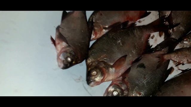 Река Нарва. Фидер. Приехали с рыбалки. смотреть онлайн
