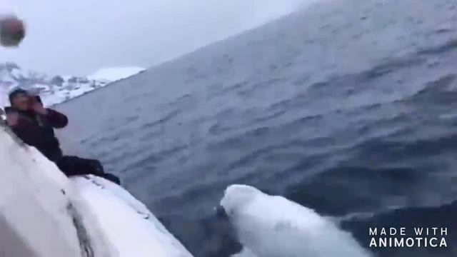 ПРИКОЛЫ НА РЫБАЛКЕ 2020 # 2 / ПЬЯНЫЕ НА РЫБАЛКЕ / Угарные приколы на рыбалке / РЫБАЛКА ДО СЛЕЗ 2020 смотреть онлайн