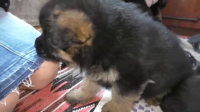 Покупка Щенка Немецкой овчарки. Как это происходит. The acquisition of a German Shepherd puppy. смотреть онлайн