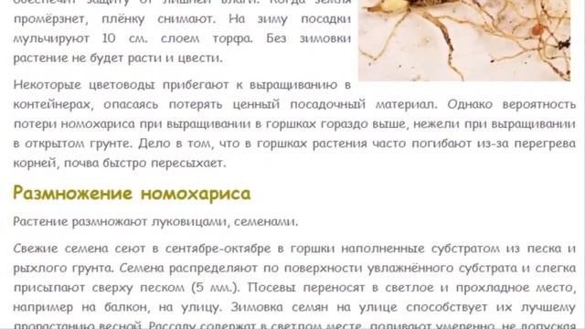 Номохарис. Альпийская лилия. Красивые растения для дома и сада. смотреть онлайн