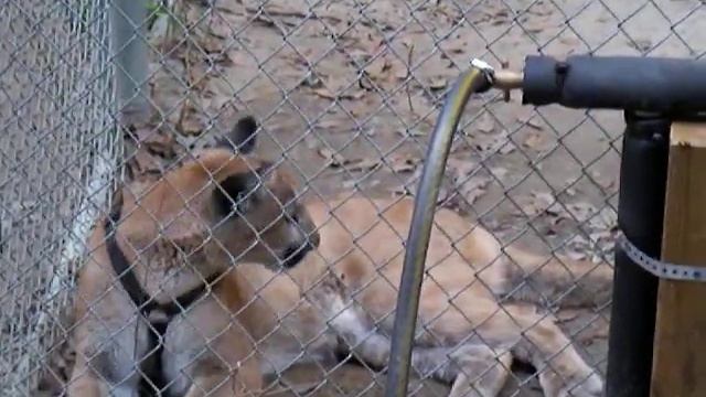 "Dani", "Saint", and "Thatcher" - Florida Panthers смотреть онлайн