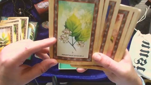 Celtic Tree Oracle by Sharyln Hidalgo смотреть онлайн