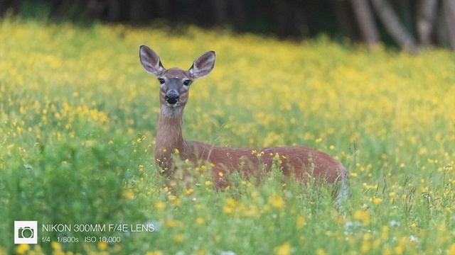 The Nikon D780 shows that DSLRs still have a lot to offer - Nikon D780 Hands-on Review смотреть онлайн