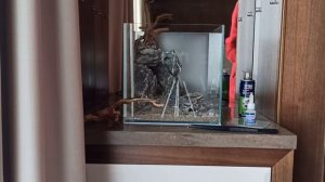 Оформление и запуск аквариума 30 литров.