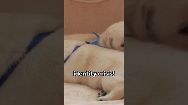 Labrador Lore Unleashed: Tackling The Top 5 FAQs About Our Furry Friends