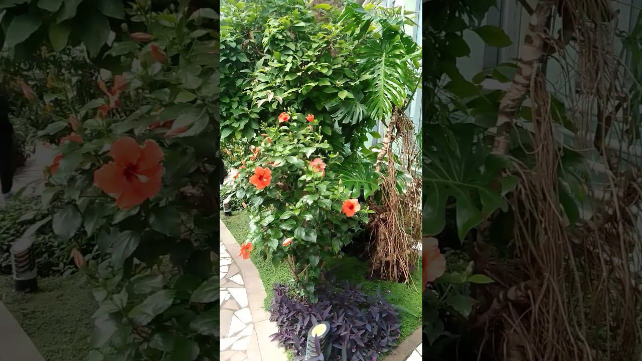 Летний сад 4 смотреть онлайн