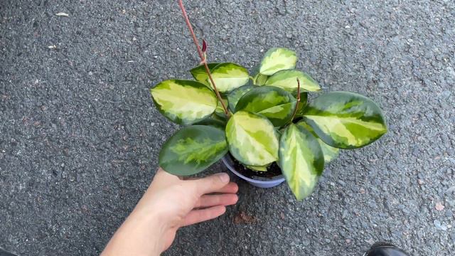 HOYA AUSTRALIS LISA 💚 смотреть онлайн