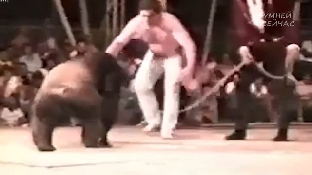 Как Выжить при нападении Шимпанзе? [ Советы по выживанию - Дикая природа ] смотреть онлайн