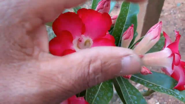 QUEM dá o show é ela adenium arabicum híbrido tripla смотреть онлайн