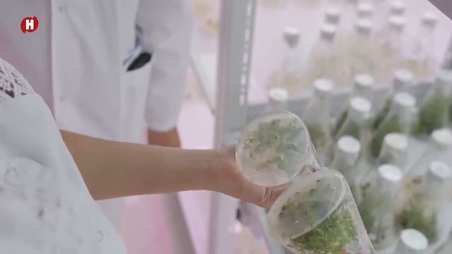 Ягодное изобилие: полезные свойства крыжовника и смородины I Мичуринское телевидение смотреть онлайн