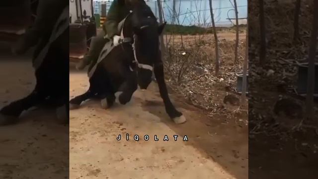 Лошадь помогла инвалиду смотреть онлайн