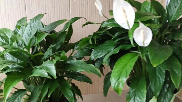 Недолгое цветение женского счастья, ошибки в уходе смотреть онлайн