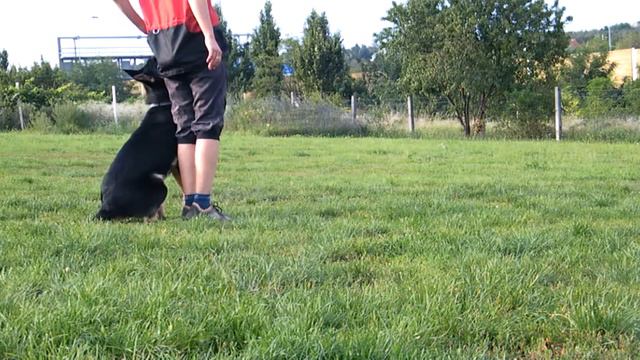 Akku obi 2014 08 30 kutyasuli смотреть онлайн