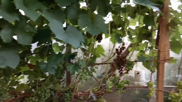 Кишмиш Запорожский смотреть онлайн